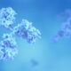 Antibodies, Immunoglobulin IgG